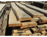 Timber Alder